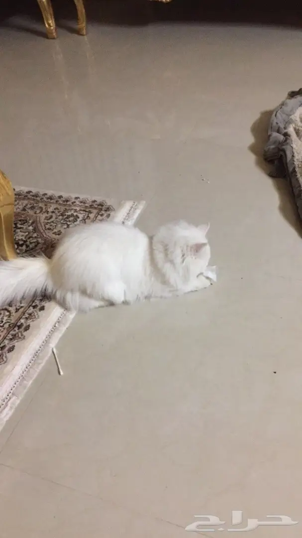 قطه أنثى أليفه جدا ونظيفه ابيض والبيع عاجل