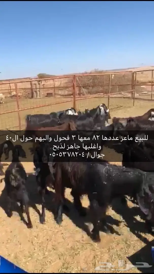 ماعز للبيع (image 2)