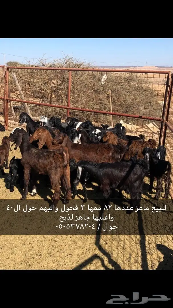 ماعز للبيع (image 3)