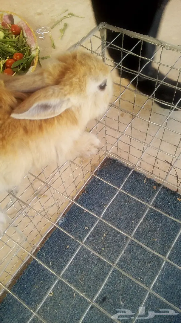 للبيع ارانب هولندية وفرنسية صغيرة للاطفال