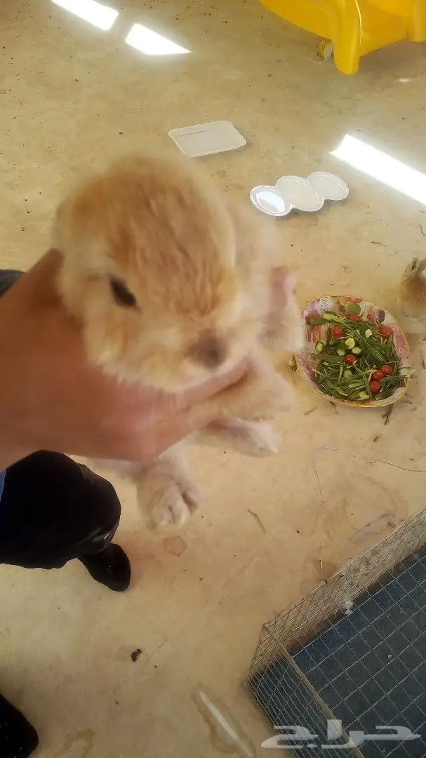 للبيع ارانب هولندية وفرنسية صغيرة للاطفال (image 1)