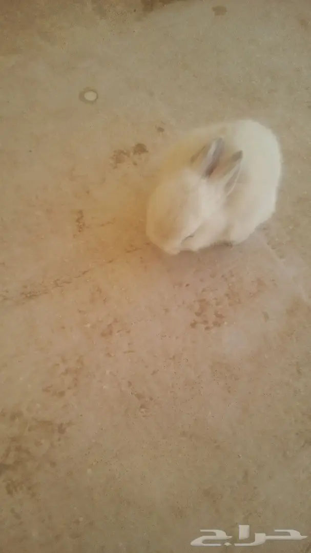 للبيع ارانب هولندية وفرنسية صغيرة للاطفال (image 2)