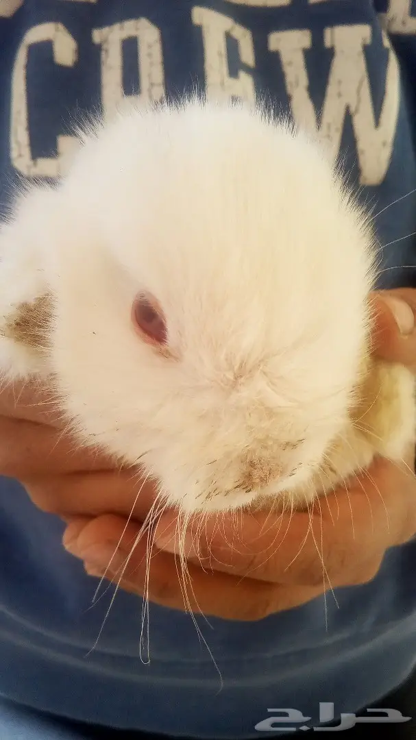للبيع ارانب هولندية وفرنسية صغيرة للاطفال (image 4)