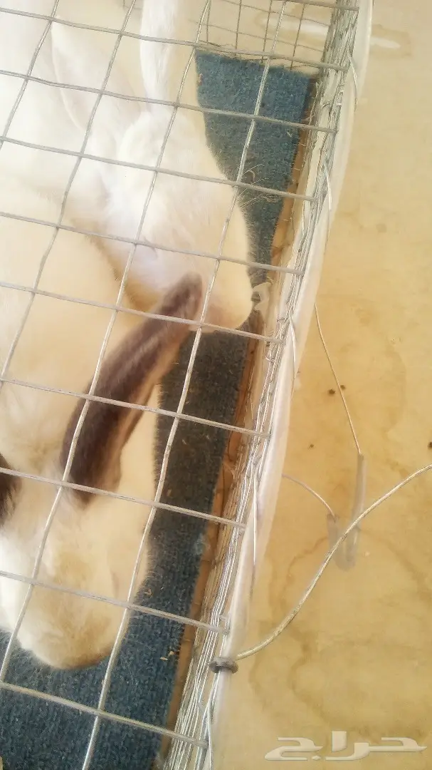 للبيع ارانب هولندية وفرنسية صغيرة للاطفال (image 5)