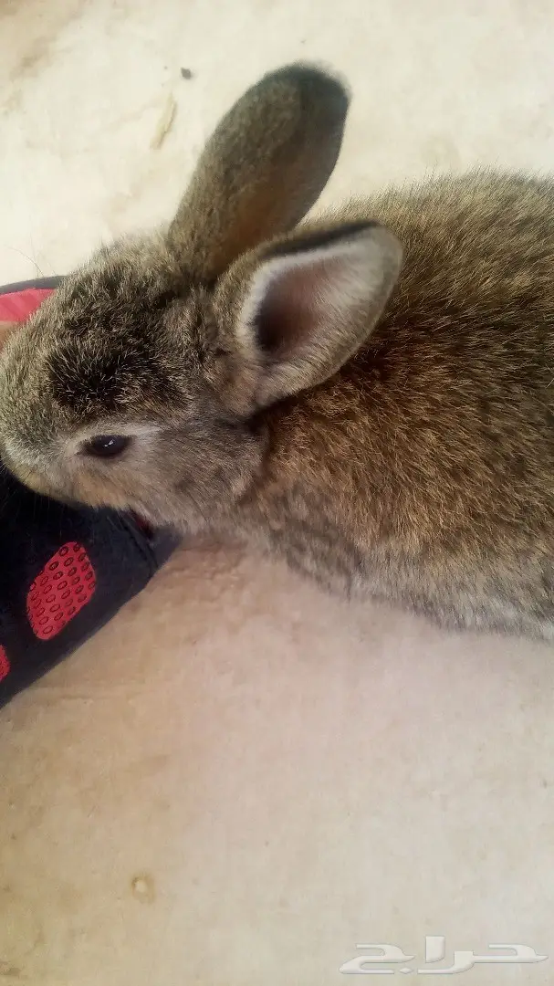 للبيع ارانب هولندية وفرنسية صغيرة للاطفال (image 9)