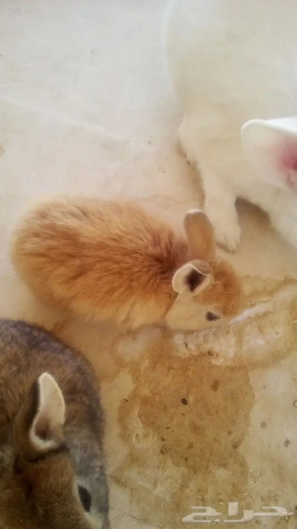 للبيع ارانب هولندية وفرنسية صغيرة للاطفال (image 10)