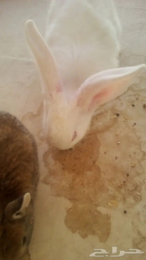للبيع ارانب هولندية وفرنسية صغيرة للاطفال (image 11)