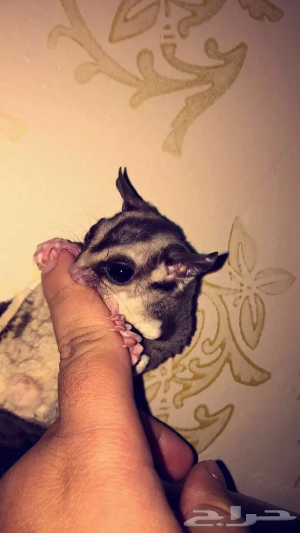 السنجاب الطائر للبيع او البدل 