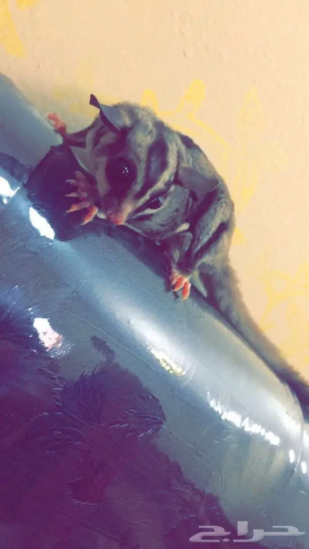 السنجاب الطائر للبيع او البدل  (image 1)