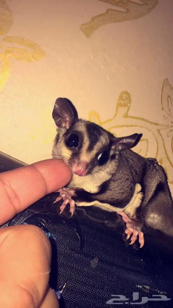 السنجاب الطائر للبيع او البدل  (image 2)