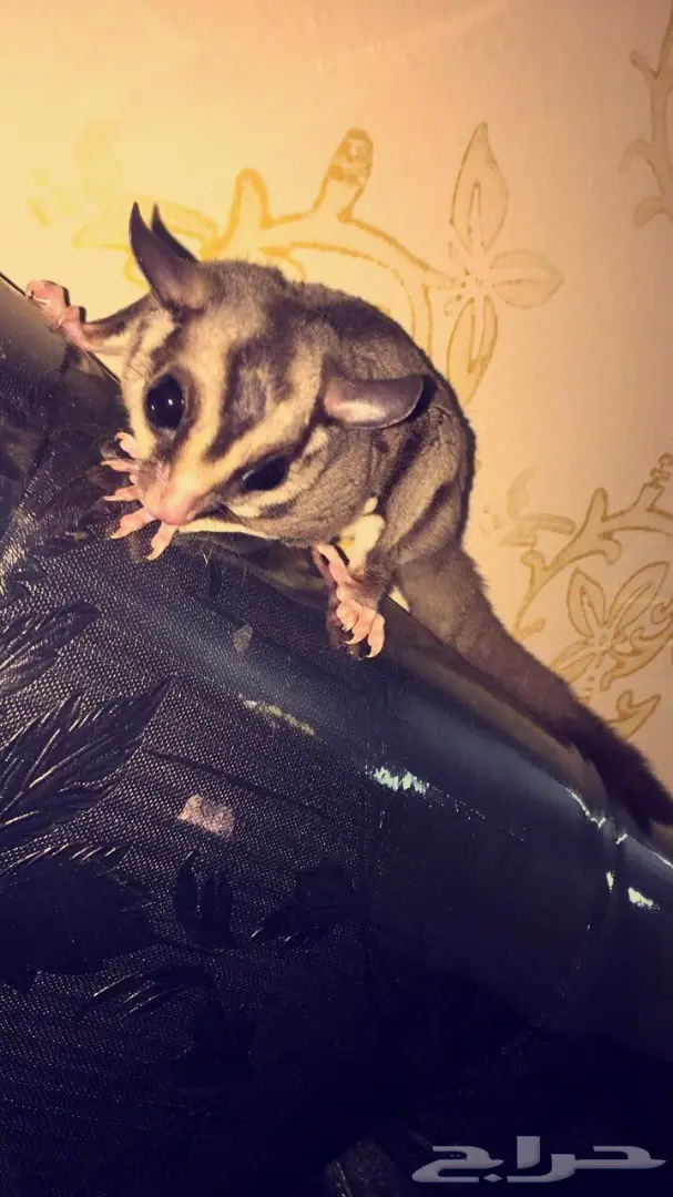 السنجاب الطائر للبيع او البدل  (image 3)