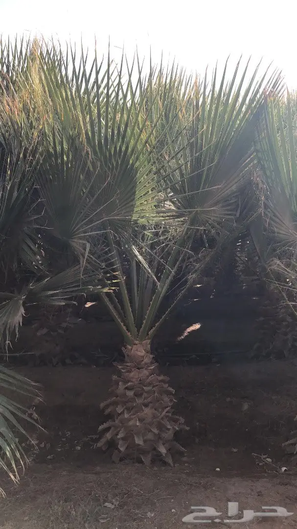 نخل واشنطن امريكي 