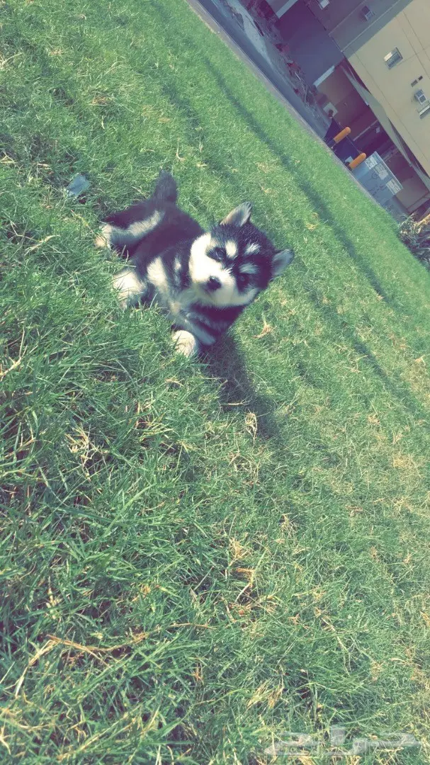 جرواي هاسكي بيور ضخمه