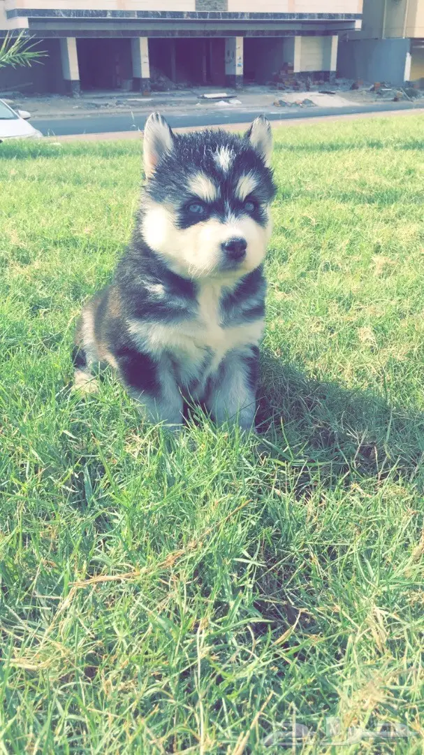 جرواي هاسكي بيور ضخمه (image 1)