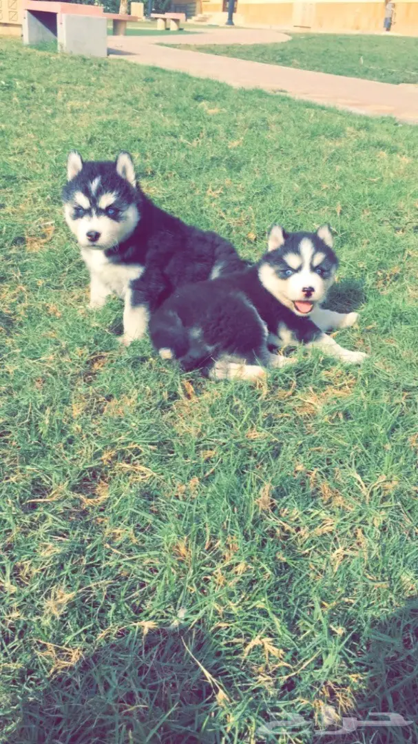 جرواي هاسكي بيور ضخمه (image 2)