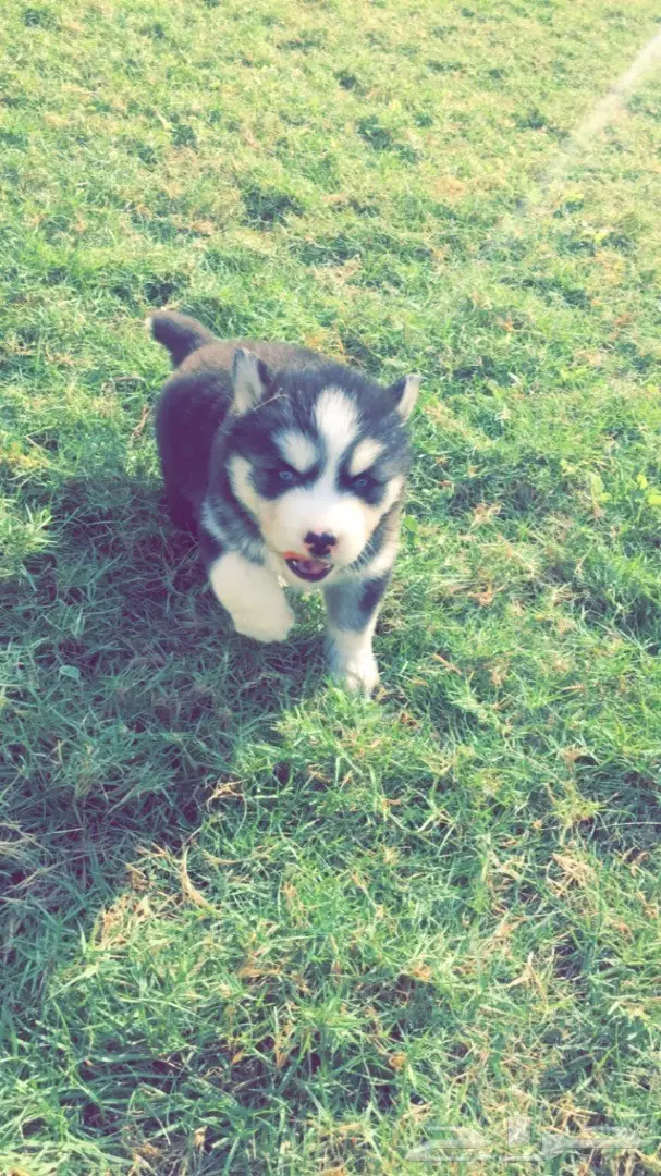 جرواي هاسكي بيور ضخمه (image 3)