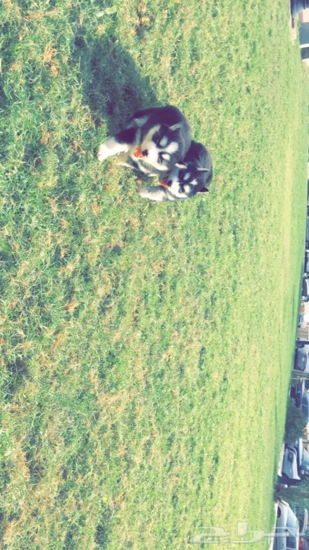 جرواي هاسكي بيور ضخمه (image 4)