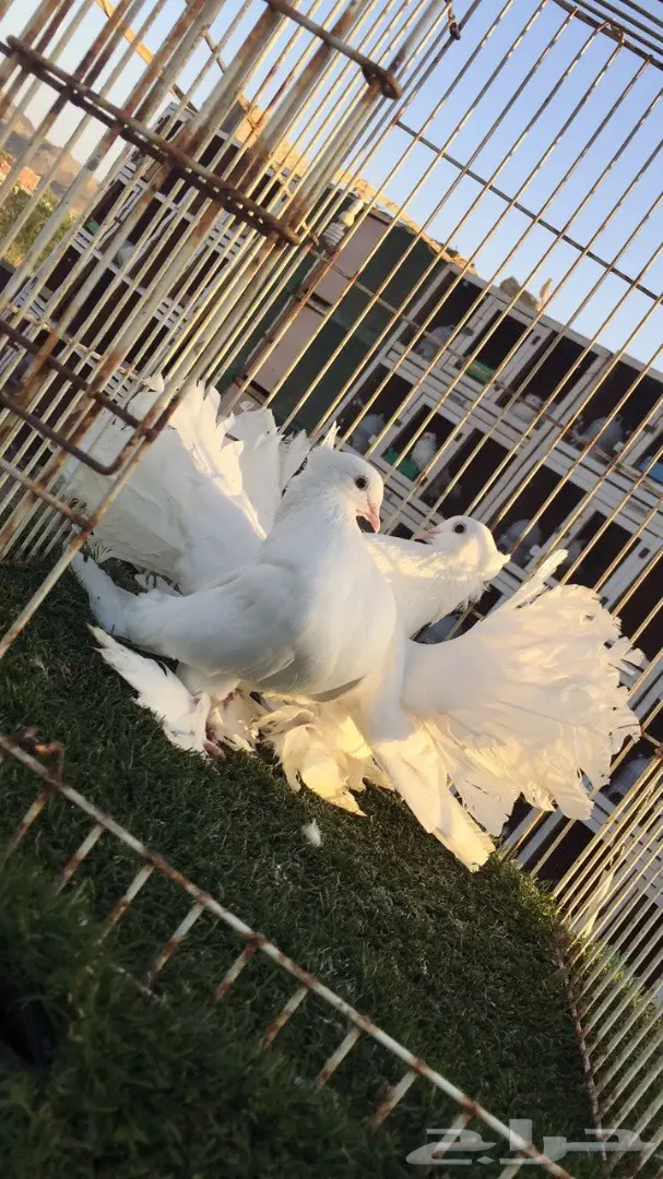 (( جوز رقاص((هندي)) (image 4)