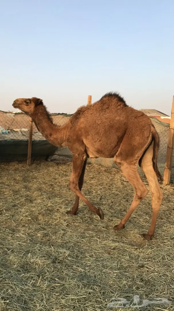 حاشي لباني للبيع 