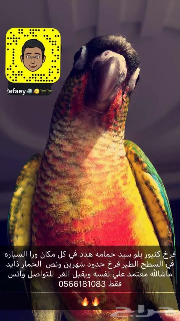 بلو فرونتد هدد وكنيوو يلو سيد طفره هدد شارع 