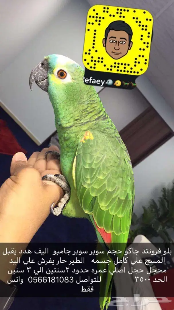 بلو فرونتد هدد وكنيوو يلو سيد طفره هدد شارع  (image 1)