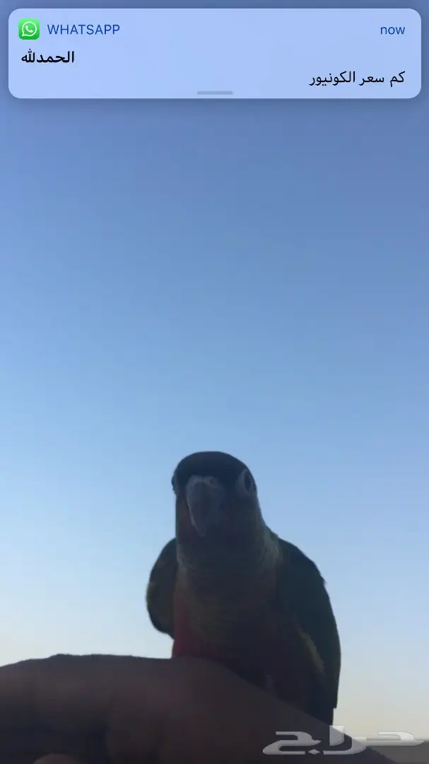 بلو فرونتد هدد وكنيوو يلو سيد طفره هدد شارع  (image 6)