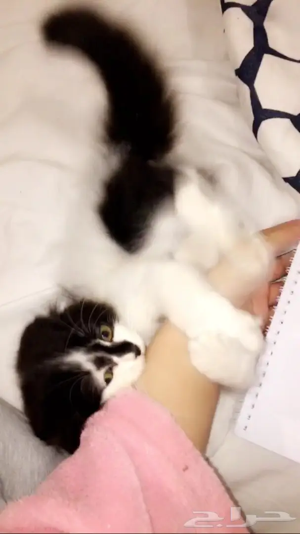 قط شيرازي عمره شهرين