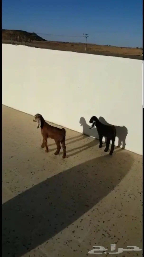 تيس وجفره صغار غنم (image 3)