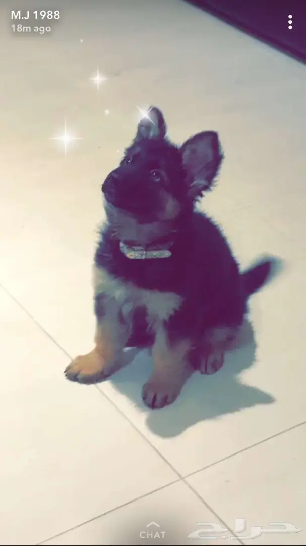 كلب جيرمن للبيع 