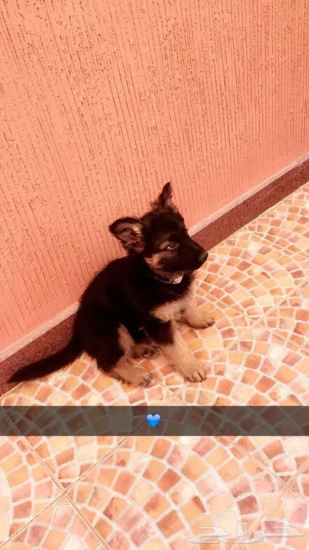 كلب جيرمن للبيع  (image 1)