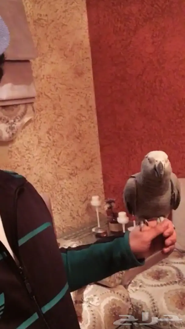 كاسكو متكلم 