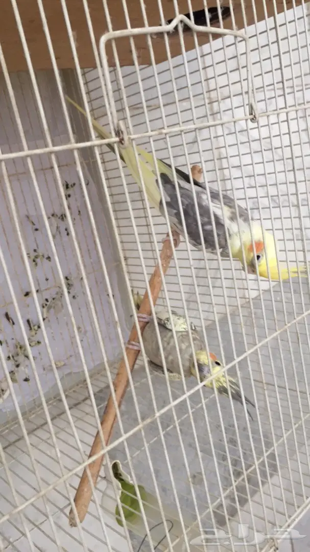 زوج كروان منتج 