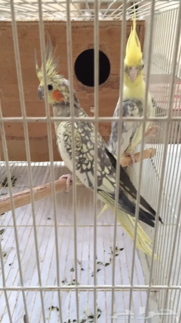 زوج كروان منتج  (image 1)