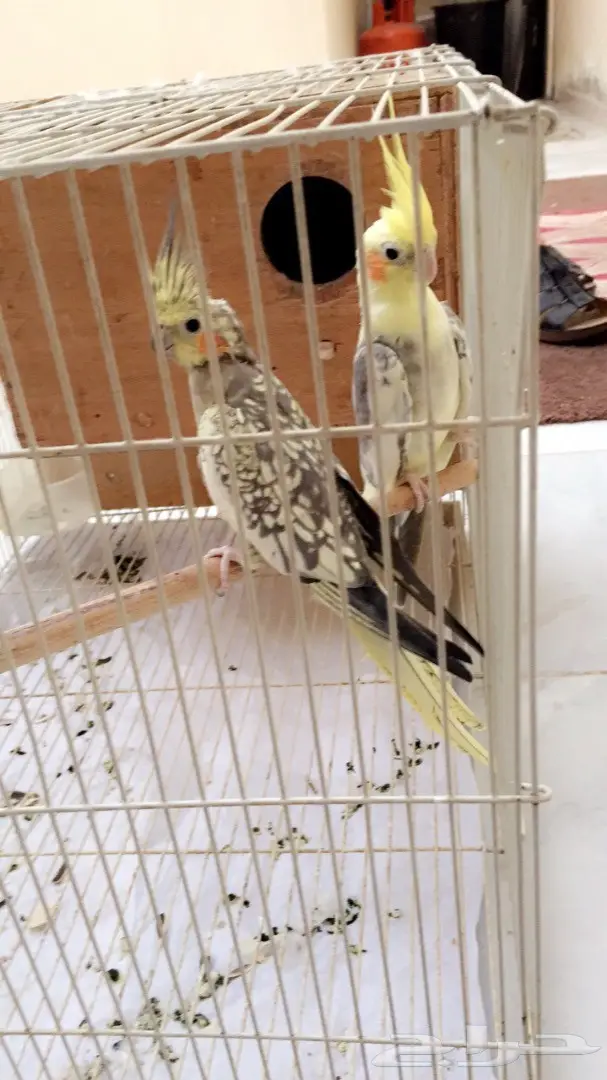 زوج كروان منتج  (image 2)