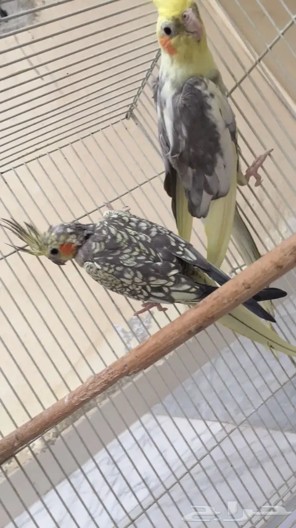 زوج كروان منتج  (image 3)