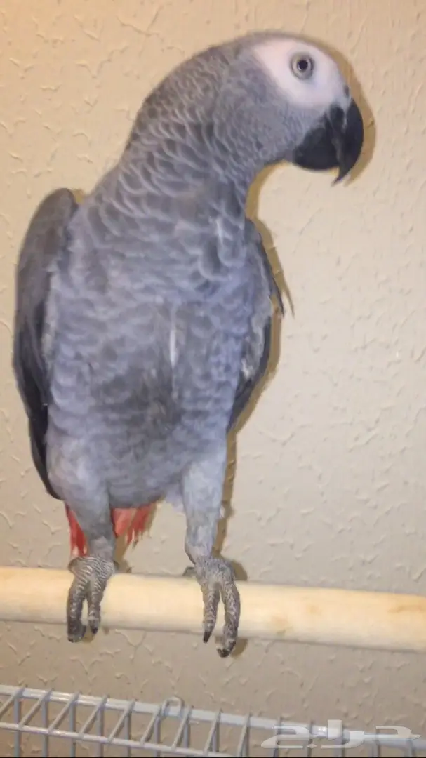 كاسكو للبيع (image 7)