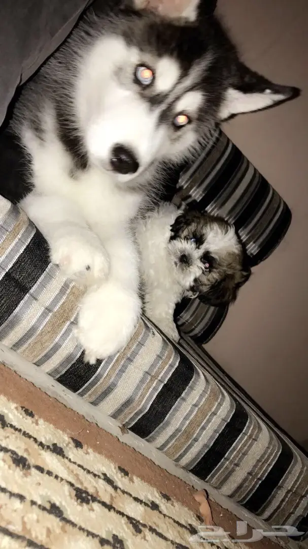 كلب هاسكي للبيع (image 1)