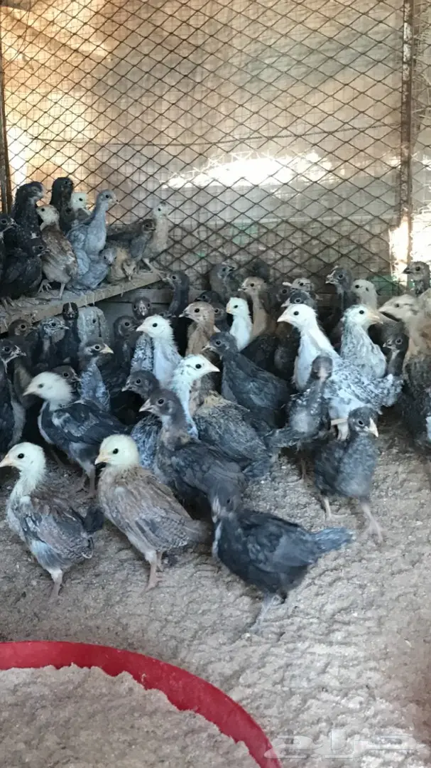 صوص عمره شهر ونص 