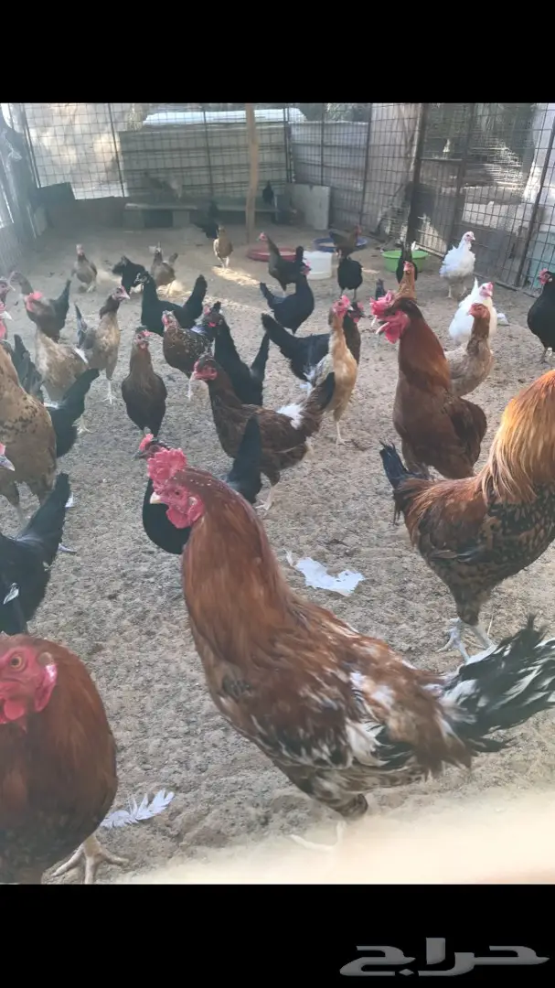 صوص عمره شهر ونص  (image 1)