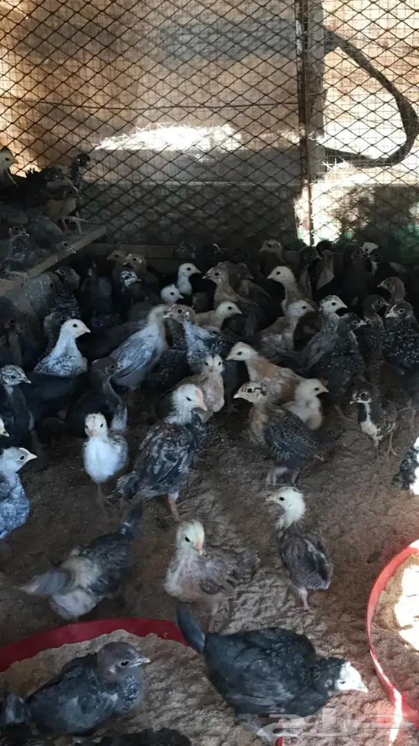 صوص عمره شهر ونص  (image 2)