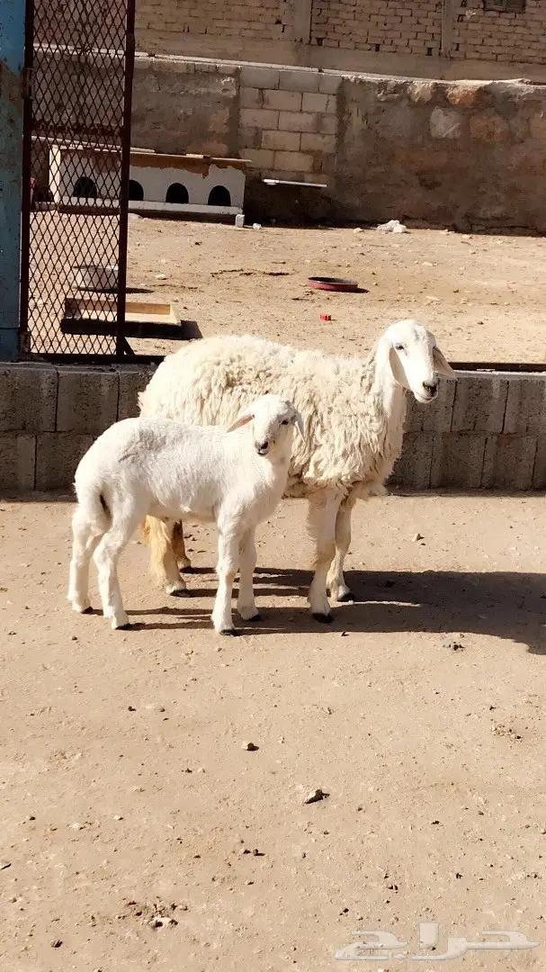 غنم رخل بولدها (image 3)