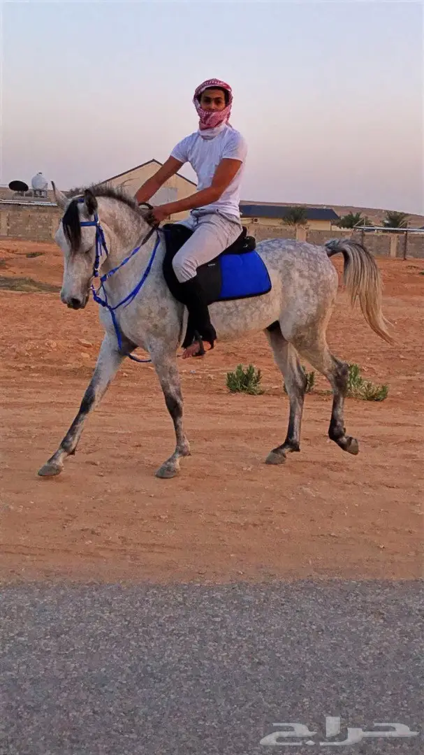 حصان عربي 