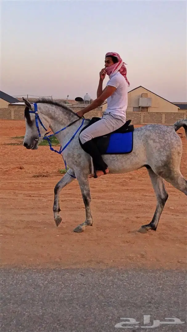 حصان عربي  (image 2)