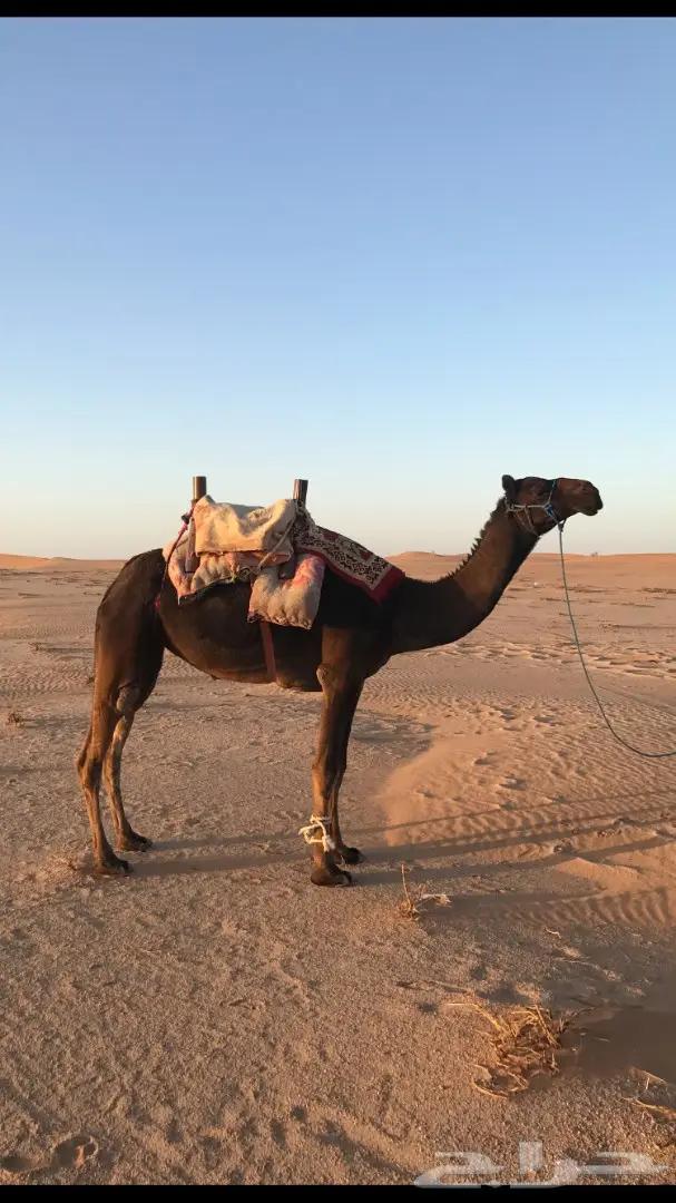 للبيع رحول مجهم طيبه 