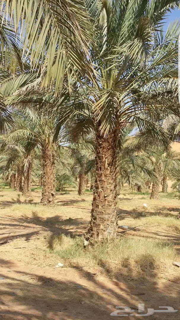 نخل واشنطونيا وبلدي توريد وزراعه 0501201343