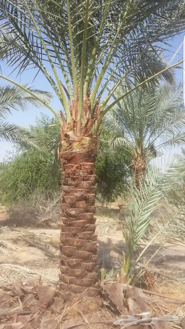 نخل واشنطونيا وبلدي توريد وزراعه 0501201343 (image 1)