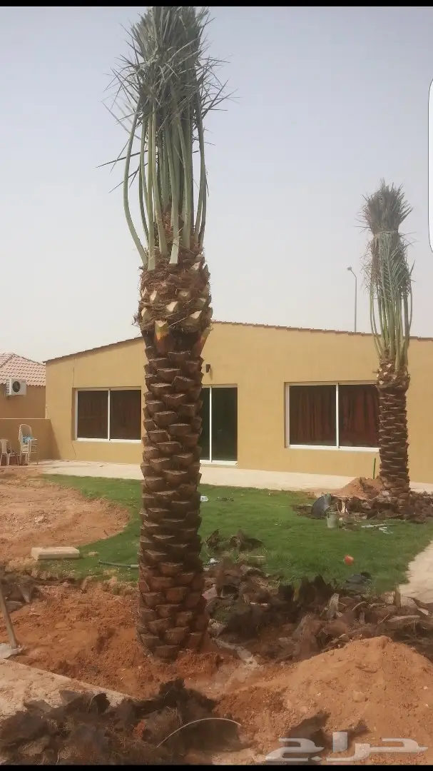 نخل واشنطونيا وبلدي توريد وزراعه 0501201343 (image 2)