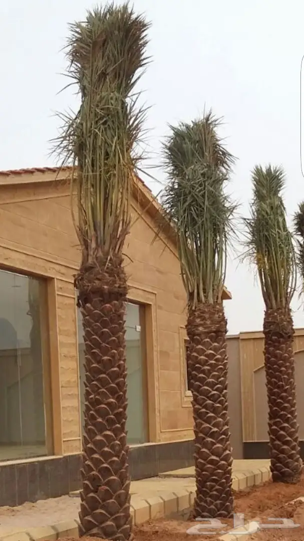 نخل واشنطونيا وبلدي توريد وزراعه 0501201343 (image 3)