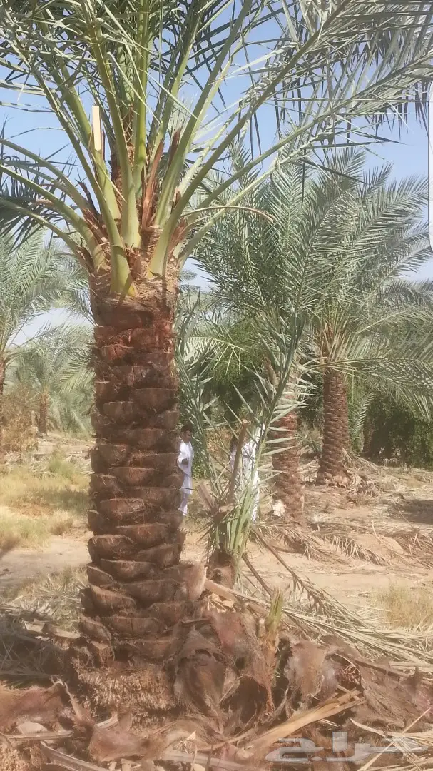 نخل واشنطونيا وبلدي توريد وزراعه 0501201343 (image 4)