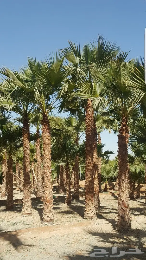 نخل واشنطونيا وبلدي توريد وزراعه 0501201343 (image 7)